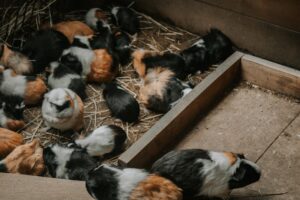 Baa and Oink Save the Day