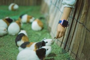 Lulu the Llama Learns to Share