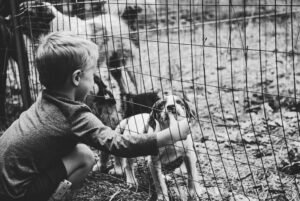 Nanny Goat and the Apple Tree