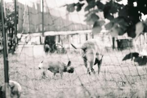 Pigs in the Mud A Farmyard Story