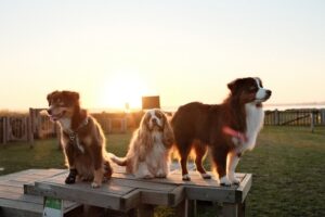 The Great Barn Sleepover