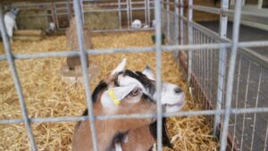 The Loyal Donkey of Sunny Acres